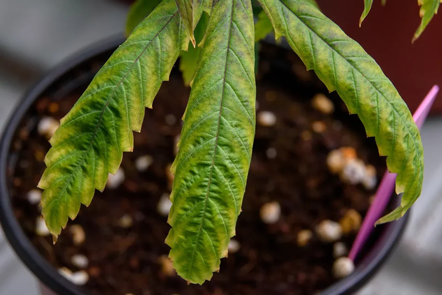 Cannabis Nutrients